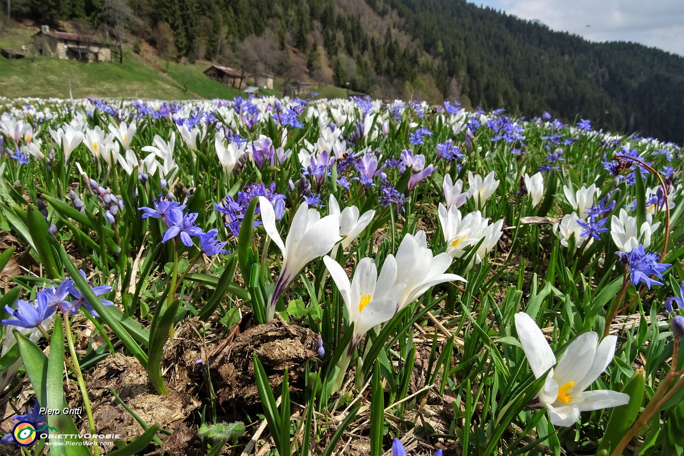 65 Distese di crocus bianchi e scilla bifolia azzurro-violetto.JPG